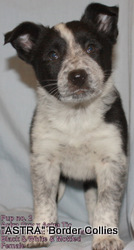 Black and white, mottled, border collie puppy